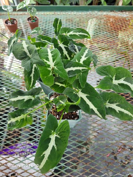 Syngonium Wendlandii